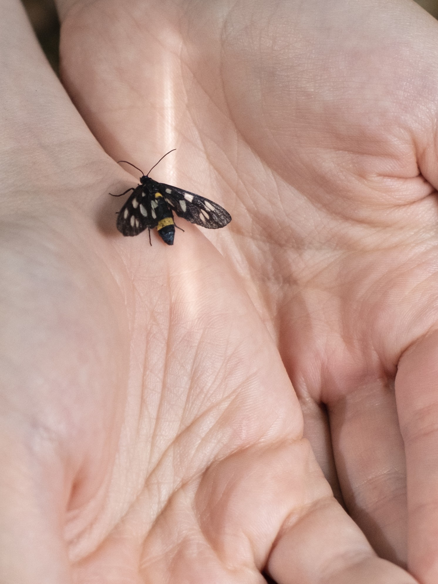 Miniatura