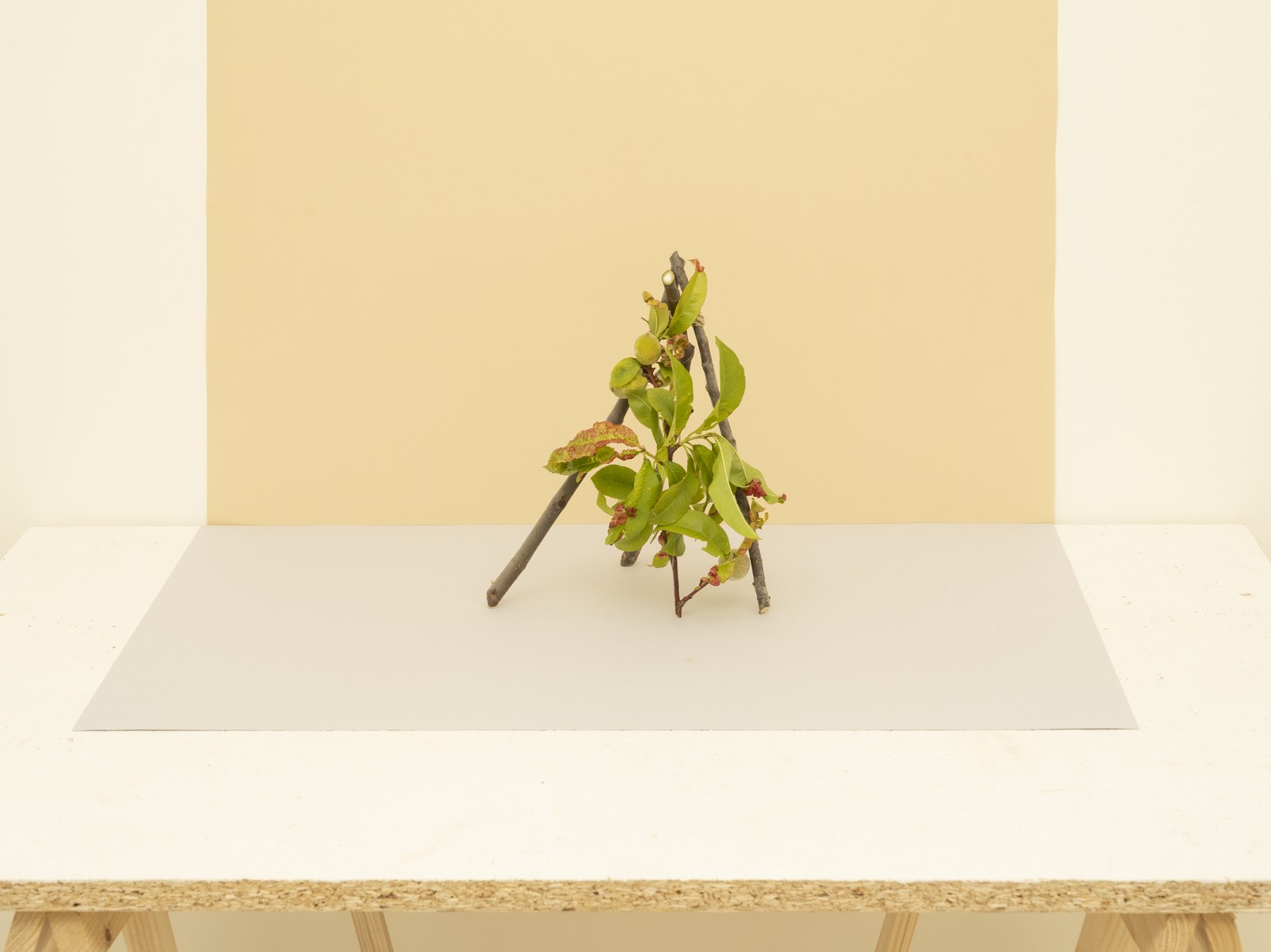 Miniatura