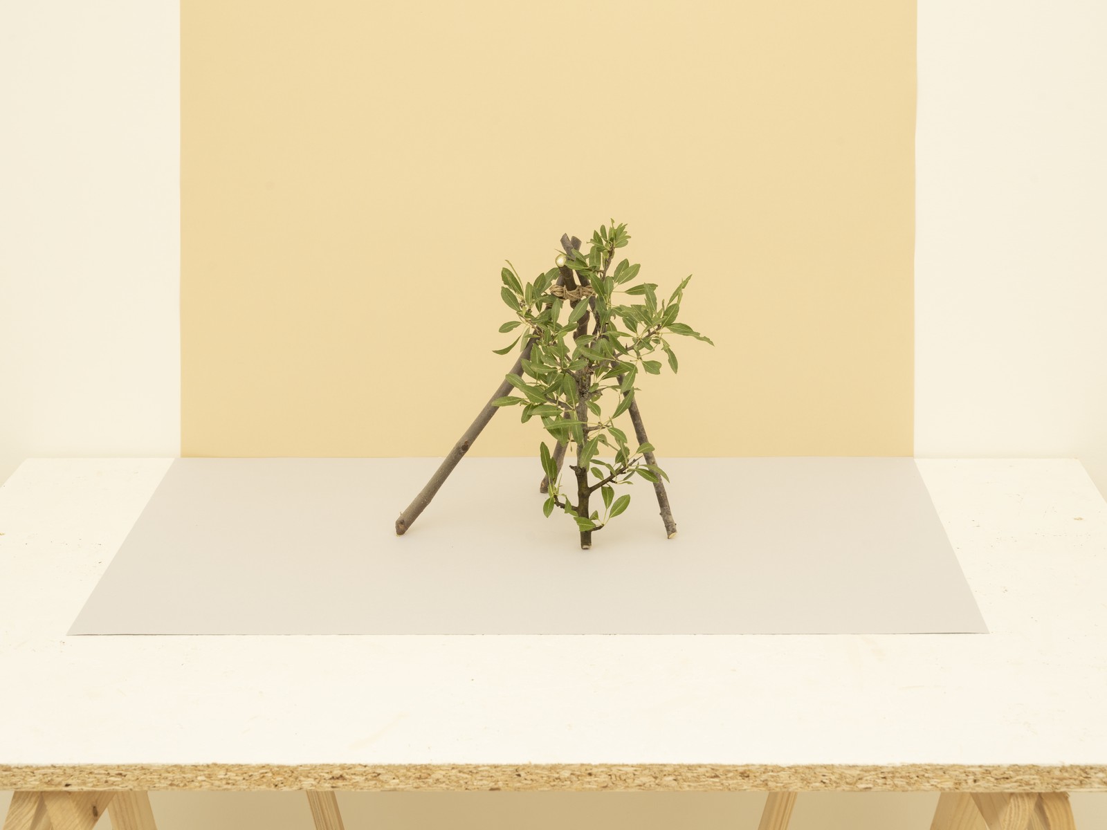 Miniatura