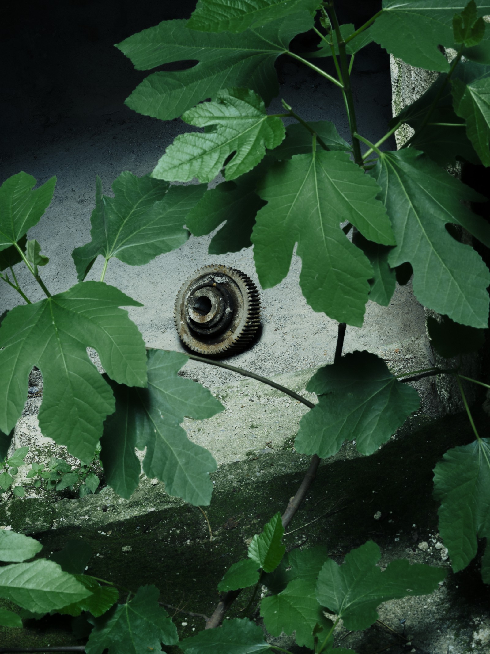 Miniatura